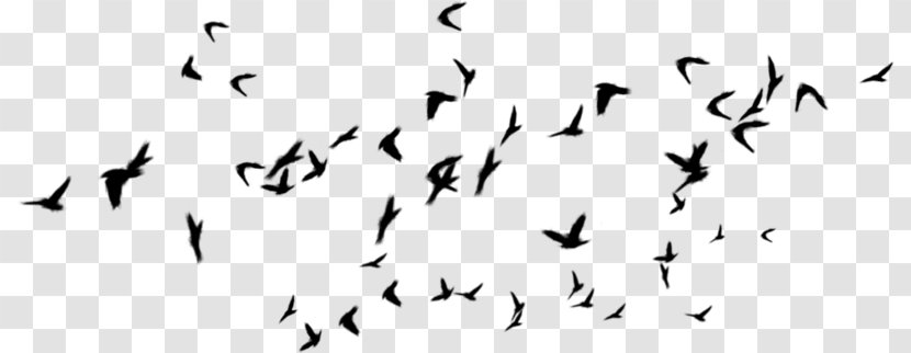Bird Flock Desktop Wallpaper Digital Image - Wing Transparent PNG