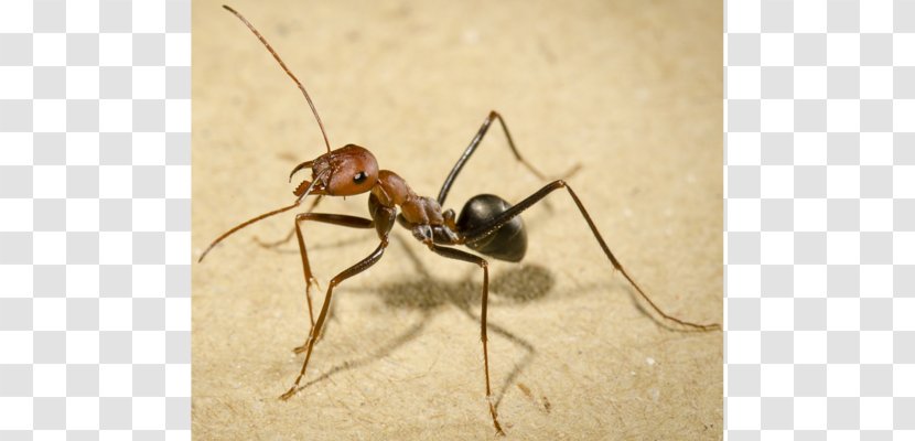 Cataglyphis Bullet Ant Insect All About Ants Walking - Fauna Transparent PNG