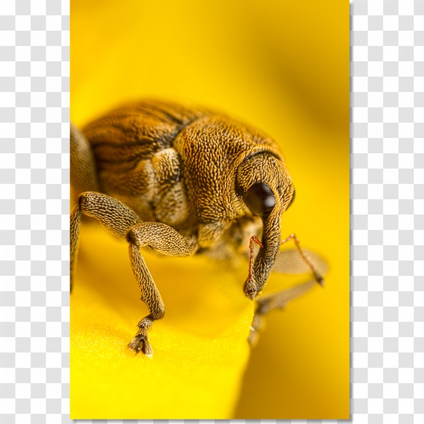 Honey Bee Weevil Beetle Photography Transparent PNG