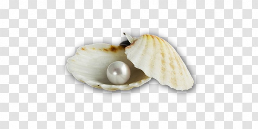 Cockle Pearl Seashell Molluscs - Clams Oysters Mussels And Scallops - Shell Transparent PNG