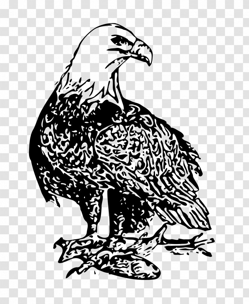 Bald Eagle Bird Clip Art Transparent PNG