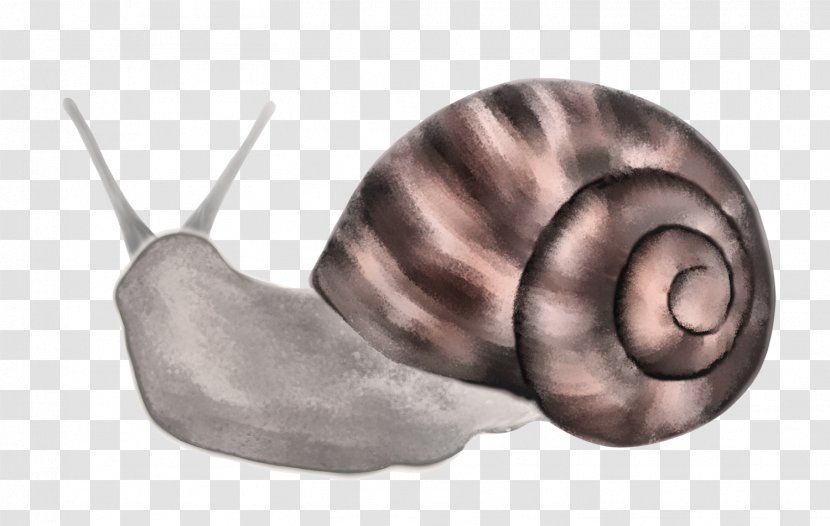 Snail Nautilida Ear Close-up - Snails Transparent PNG