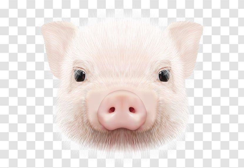 Domestic Pig Image Clip Art - Mammal Transparent PNG