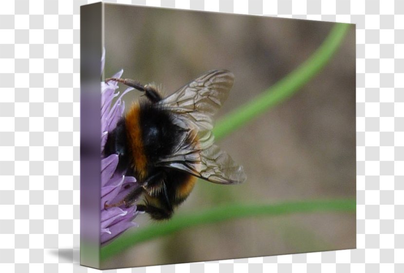 Honey Bee Bumblebee Nectar - Organism Transparent PNG