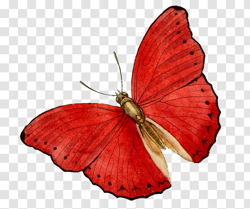 Butterfly Art Drawing Craft Transparent PNG