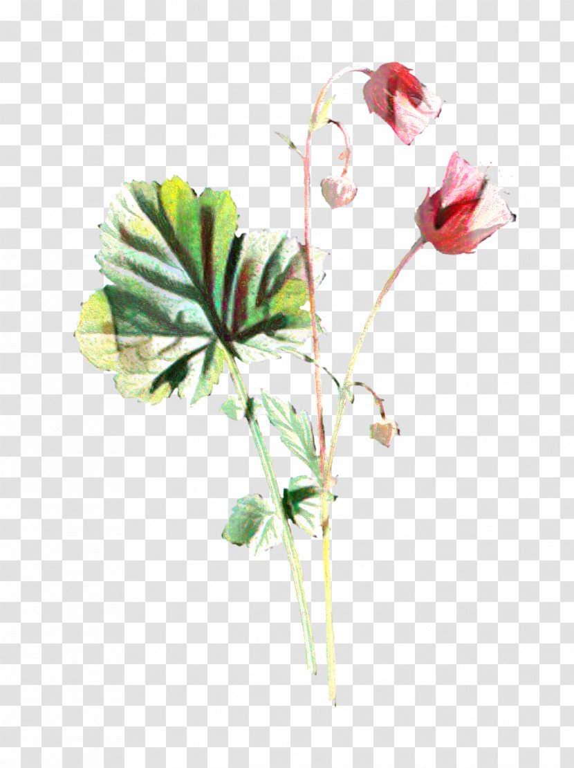 Plant Stem Cut Flowers Bud Leaf Flowering - Plants Transparent PNG