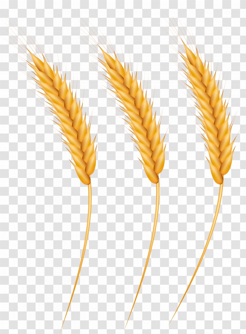 Emmer Clip Art Image Einkorn Wheat - Cereal - Grain Transparent PNG