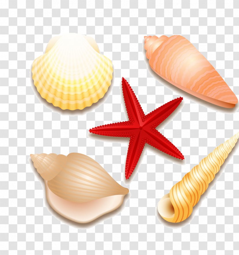 Seashell Euclidean Vector Starfish Molluscs - Summer Shell Material Free To Pull The Image Transparent PNG