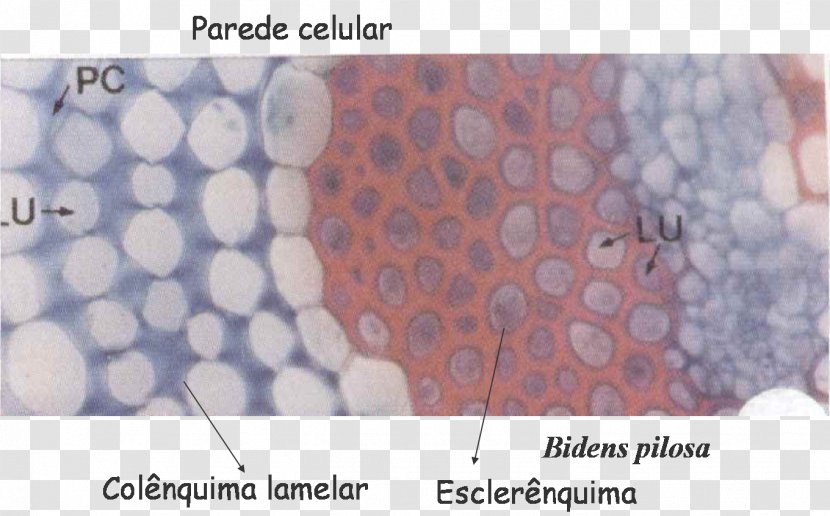 Collenchima Tissue Plant Esclerénquima Pletivo Transparent PNG