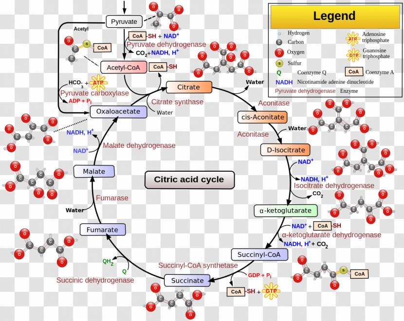 Citric Acid Cycle Cellular Respiration Metabolic Pathway Acetyl-CoA Transparent PNG