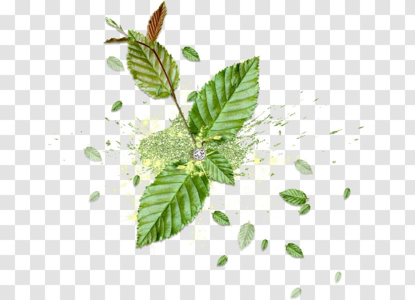 Color - Branch - Green Mint Leaves Transparent PNG