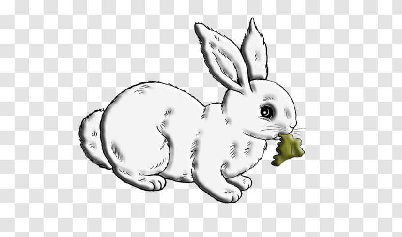 Domestic Rabbit White Hare European - Drawing - Cartoon Food Transparent PNG