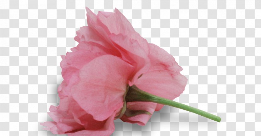 Garden Roses Cabbage Rose Cut Flowers Petal Plant Stem - Pink - The Day Of Virgin Mary Seven Sorrows Transparent PNG