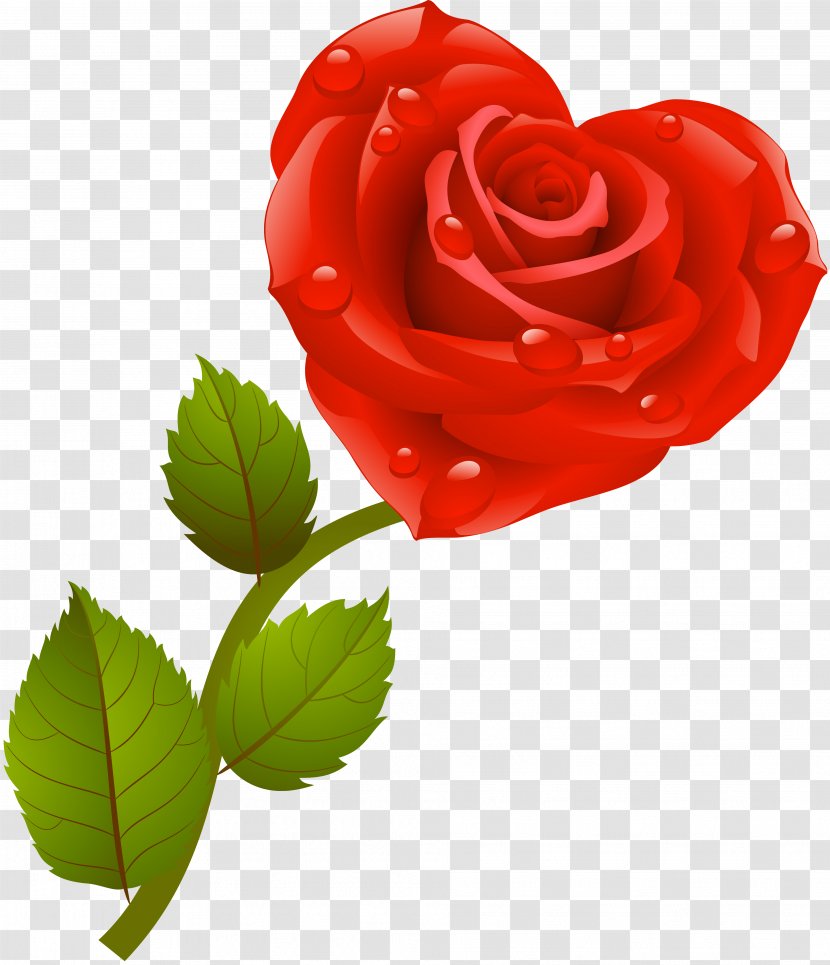 Love Red Centifolia Roses Garden - Rose Family Transparent PNG