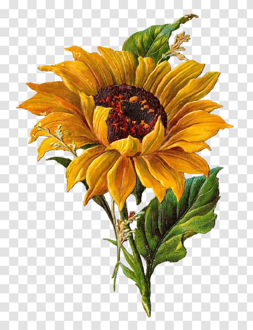 Botanical Illustration Drawing Botany Clip Art - Sunflowers - Sunflower Transparent PNG
