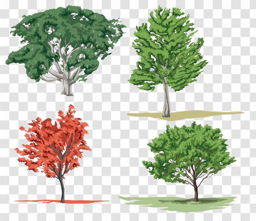 Tree Woody Plant Clip Art - Leaf Transparent PNG