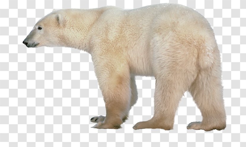 Polar Bear American Black Clip Art Transparent PNG