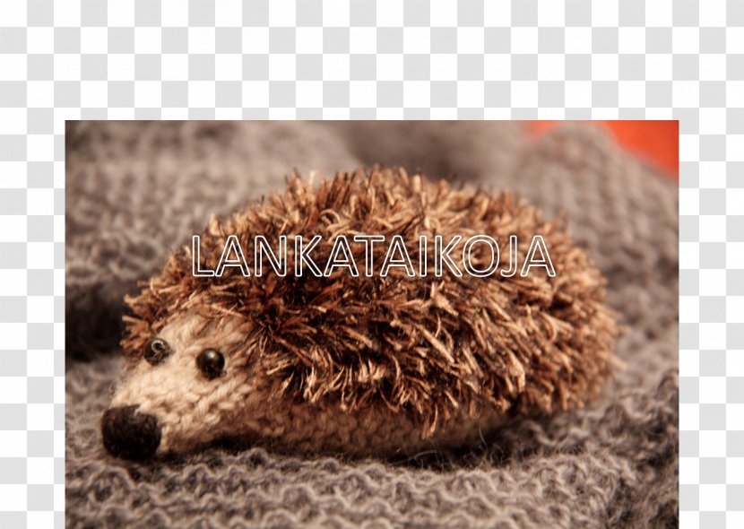 Domesticated Hedgehog Fauna Fur Snout Transparent PNG