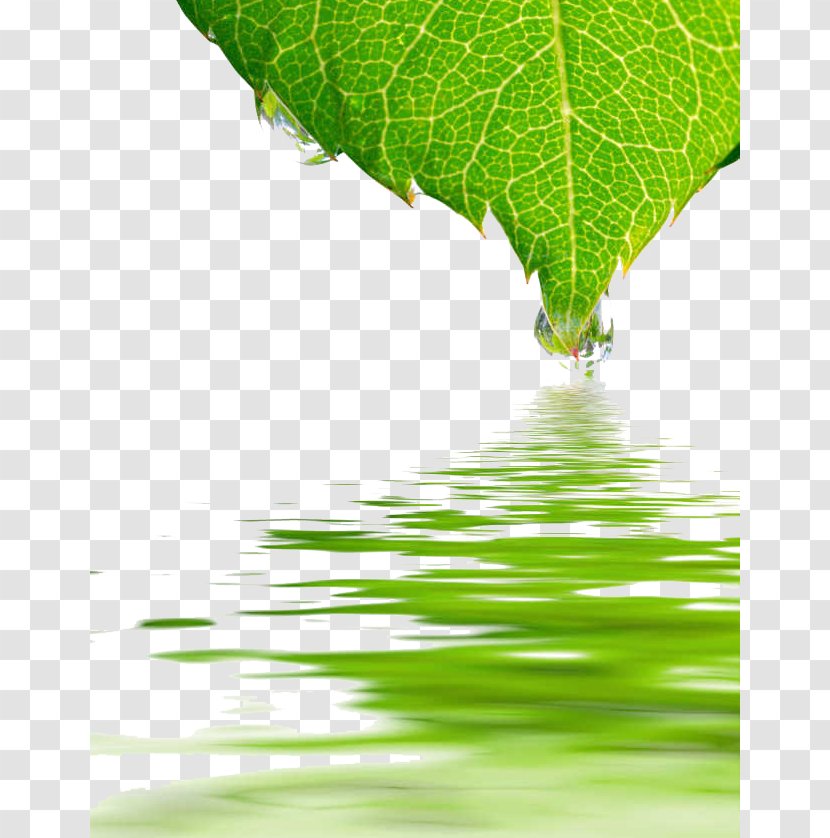 U5176u5be6u6211u5011u90fdu53d7u50b7u4e86 Drop Rose Reflection - Water - Green Leaf Ripples Transparent PNG