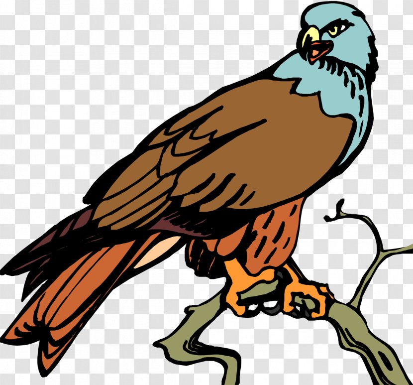 Bird Of Prey Hawk Beak Eagle - Artwork - Vulture Transparent PNG
