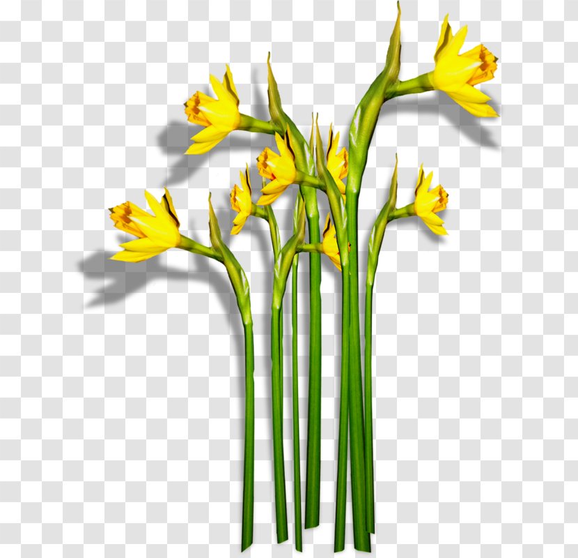 Daffodil Flower Narcissus Clip Art - Floristry Transparent PNG