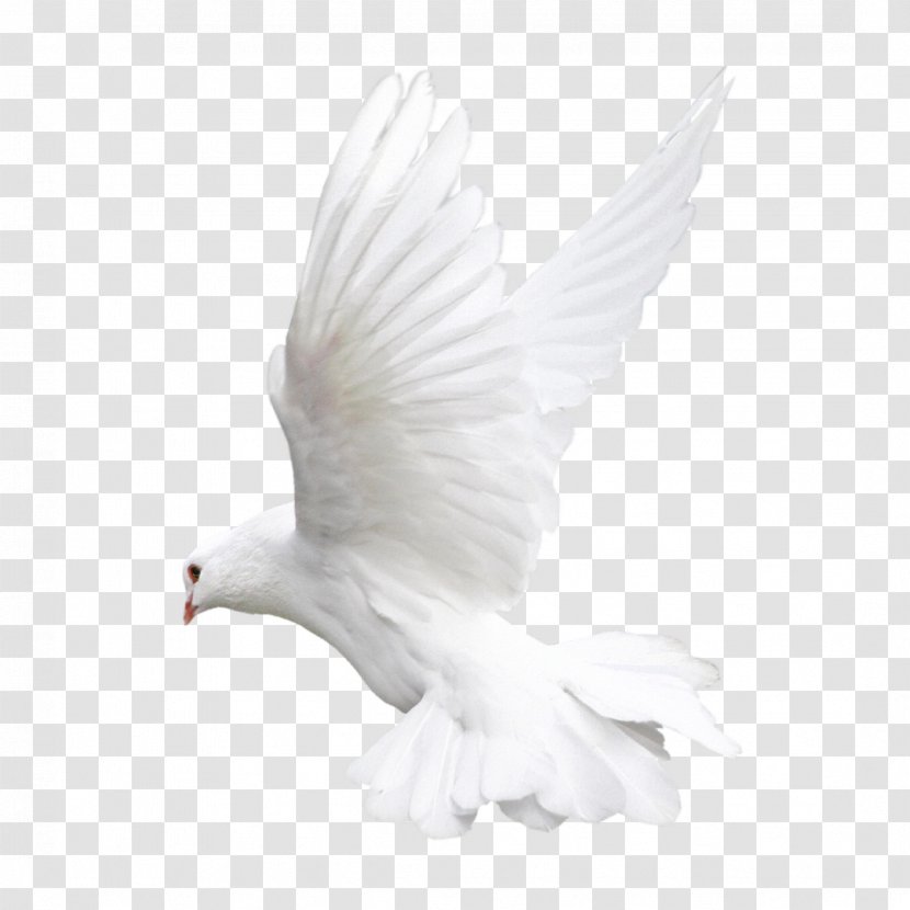 Rock Dove Columbidae Bird Clip Art - White - Pigeon Transparent PNG