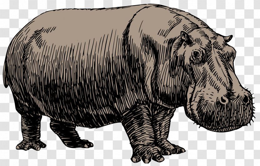 Hippopotamus Drawing Sketch - Hippo Transparent PNG