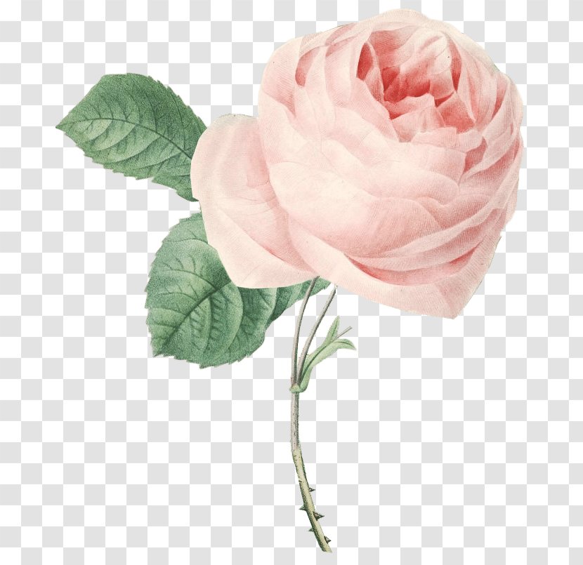 Garden Roses Cabbage Rose Floribunda Pink Flower - Rosa Centifolia Transparent PNG
