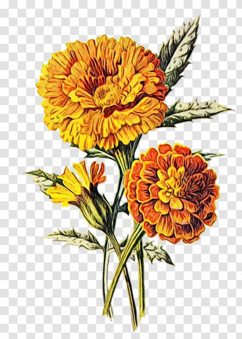 Flower Floral Design Marigold Antique - Petal - Botany Transparent PNG
