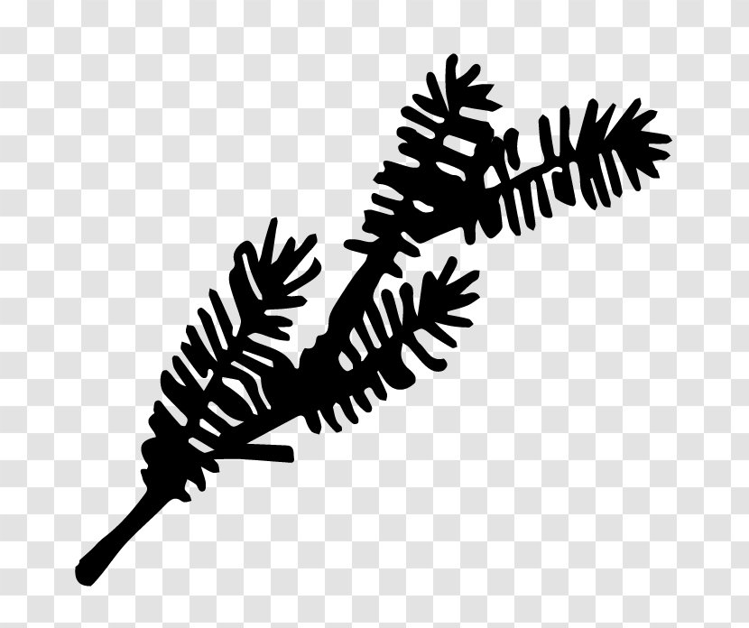 Clip Art Line Leaf Branching - Pine Family - Conifer Transparent PNG