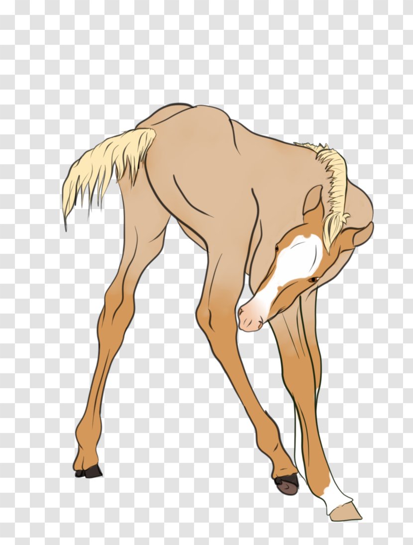 Mustang Camel Foal Deer Pack Animal Transparent PNG