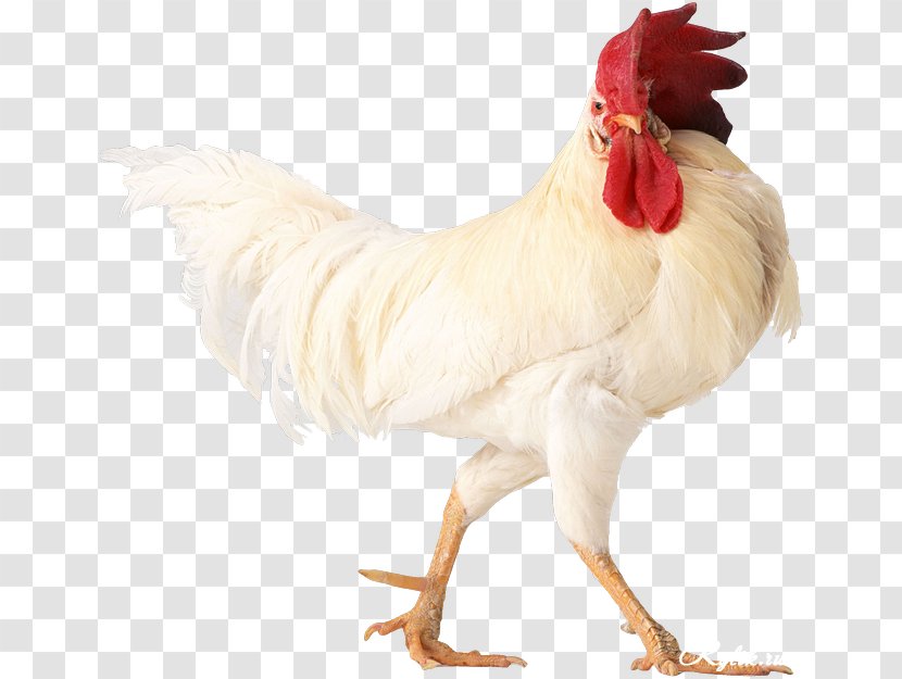 Chicken Rooster Erde-Hahn Egg Chinese Zodiac Transparent PNG