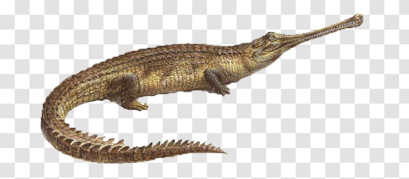 Velociraptor Gharial Crocodiles Terrestrial Animal - Crocodilia Transparent PNG