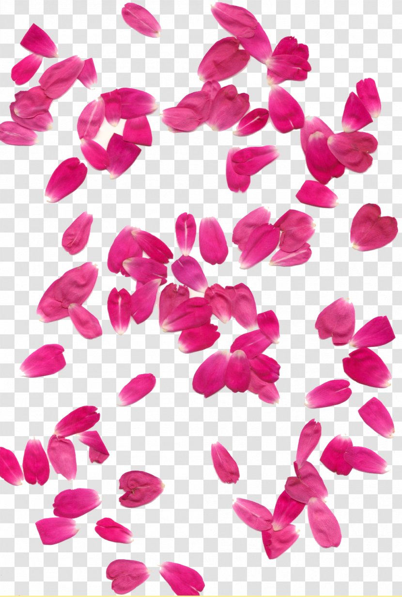 Petal Rose - Tree - Petals Transparent Background Transparent PNG