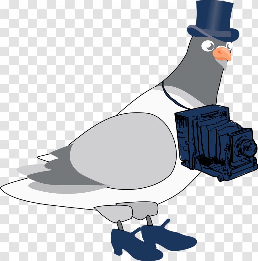 Columbidae Bird Clip Art - Color - Pigeon Transparent PNG