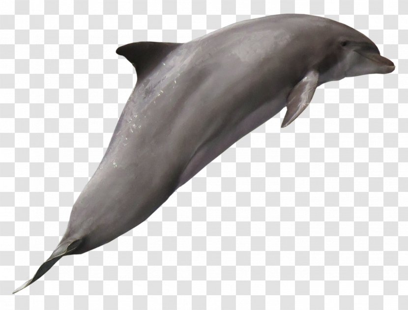 Tucuxi Common Bottlenose Dolphin Wholphin White-beaked Transparent PNG