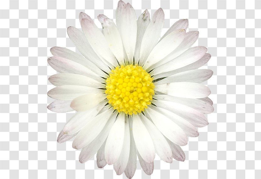 Common Daisy Flower Quotation Birthday - Bouquet Transparent PNG