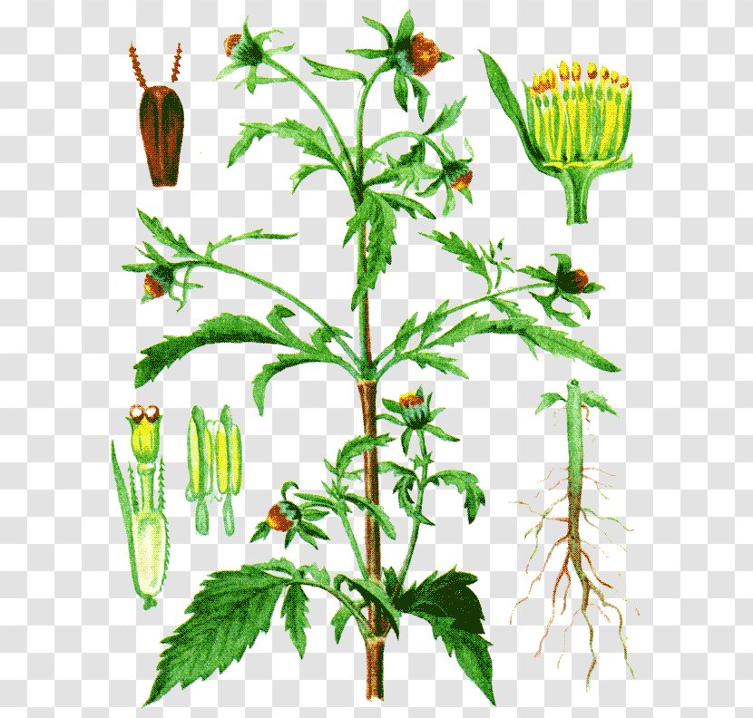 Dandelion Bidens Tripartita Black-jack Medicinal Plants Herbaceous Plant - Tree Transparent PNG