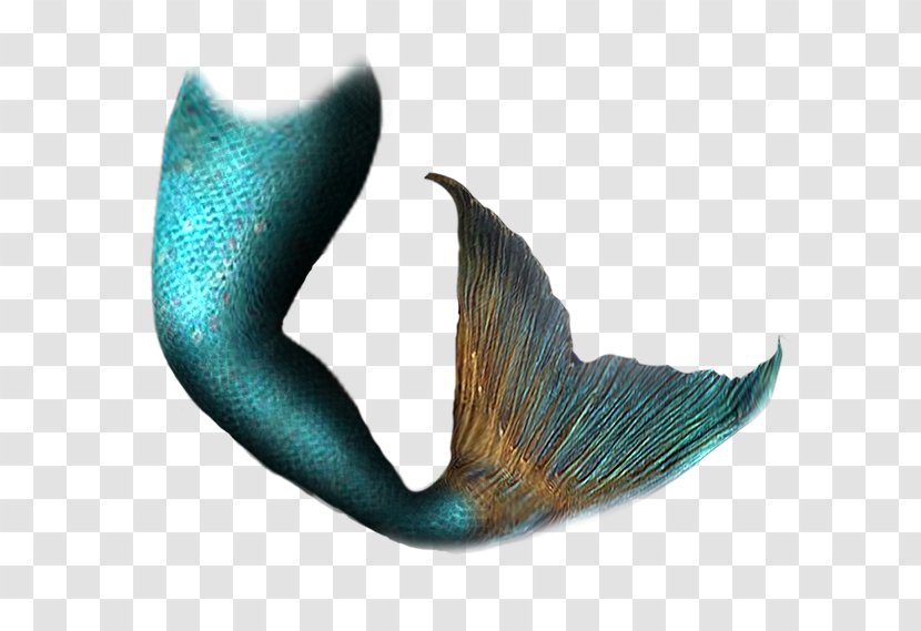 Mermaid Tail Siren - Organism Transparent PNG
