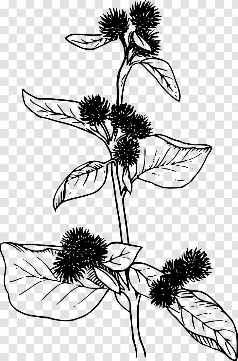 Greater Burdock Clip Art - Line - BURDOCK Transparent PNG