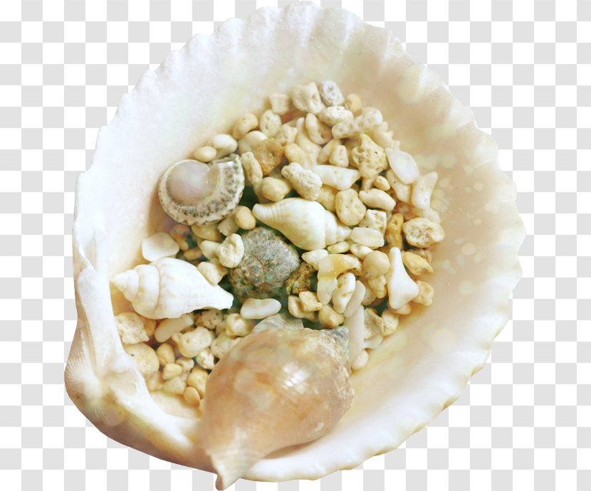 Seashell Animated Film Clip Art - Clam Transparent PNG