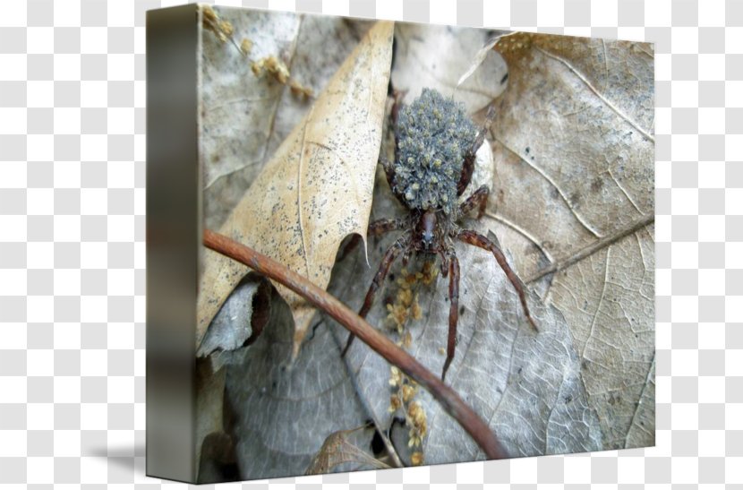 Wolf Spider Insect Infant Post Cards Transparent PNG