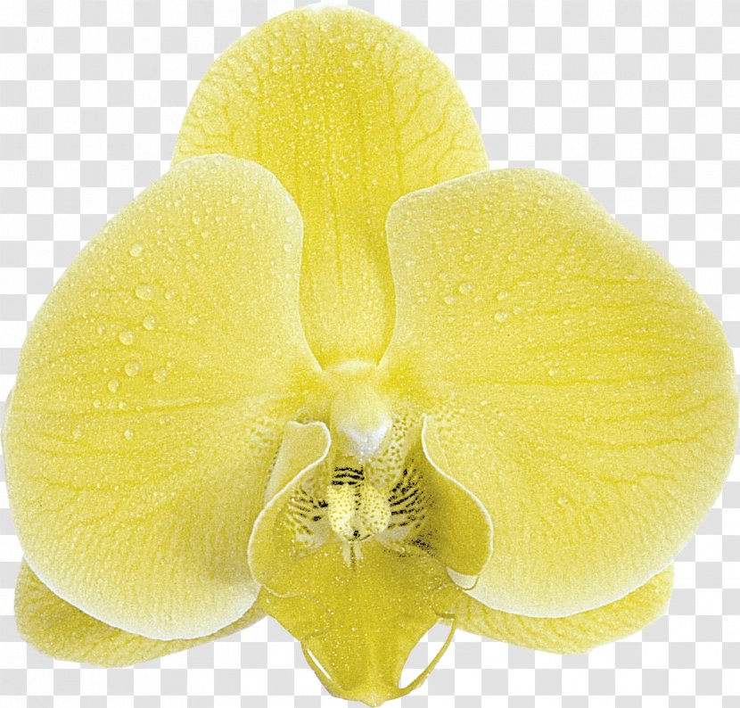 Moth Orchids Close-up Transparent PNG