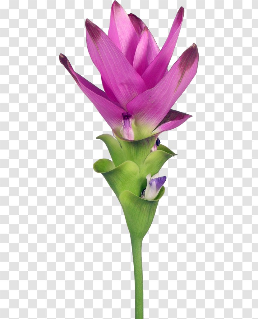 Petal Siam Tulip Turmeric Cut Flowers - Blume - Flower Transparent PNG