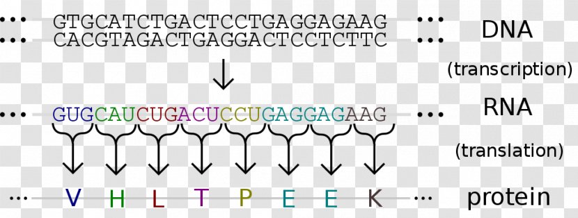 Amino Acid Genetic Code DNA Nucleic - Dna Transparent PNG