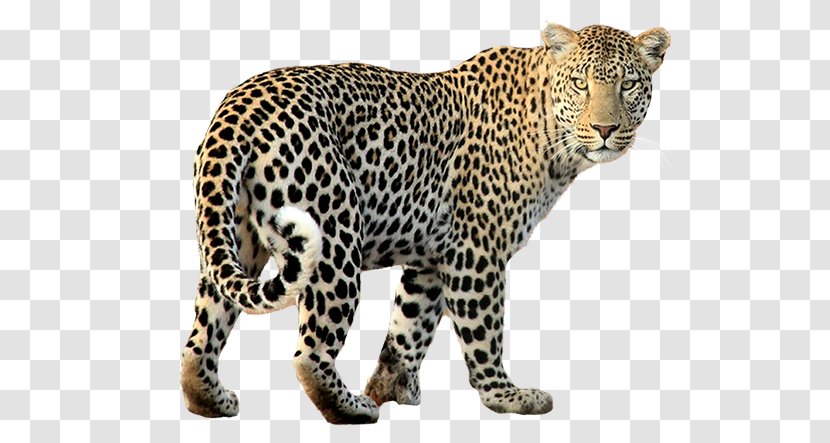 Felidae Jaguar Black Panther Cheetah Tiger - Heart - Hunting Transparent PNG