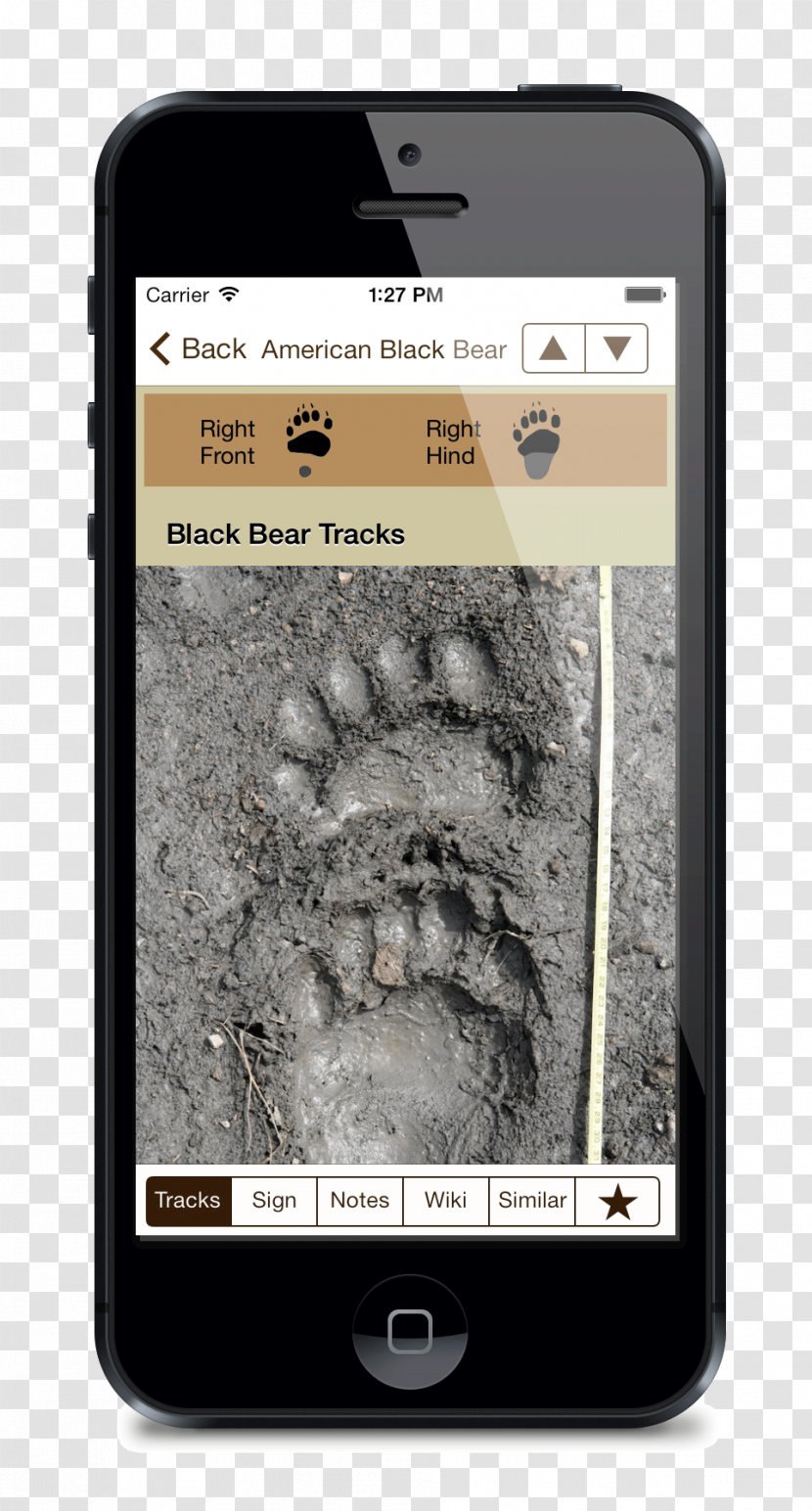 American Black Bear Elk Armadillo Deer Animal Track Transparent PNG