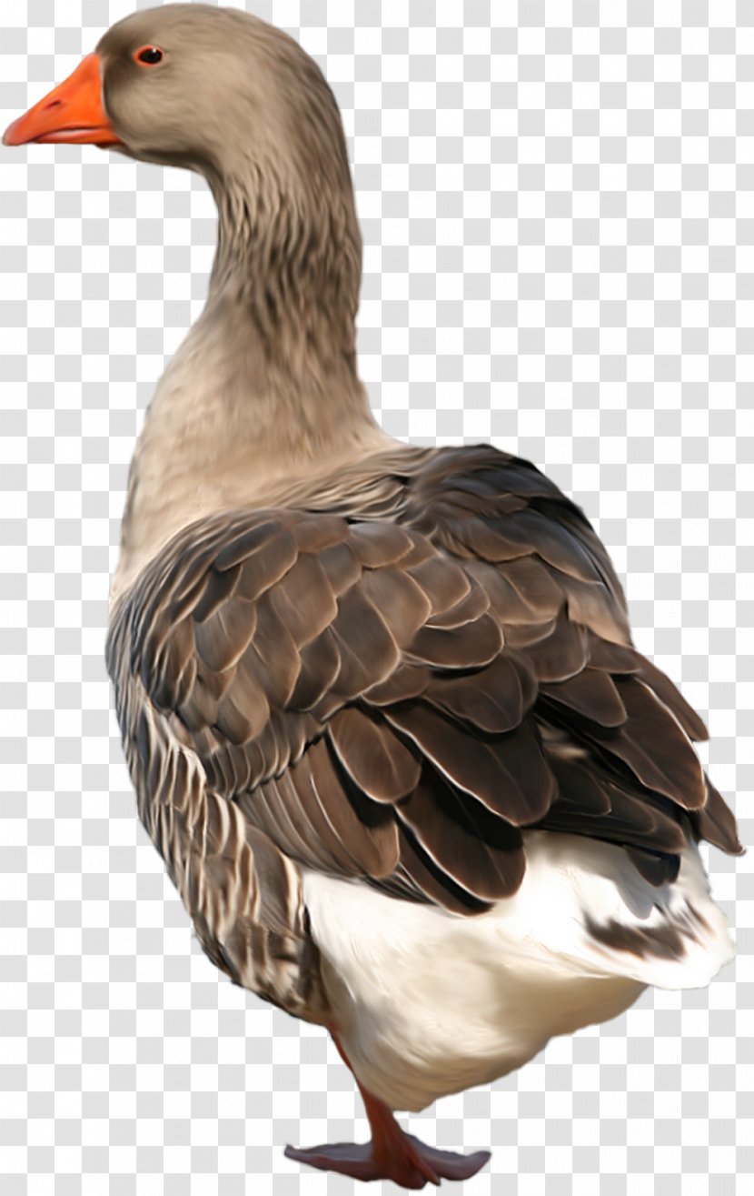 Duck Bird Swan Goose - Anser Transparent PNG