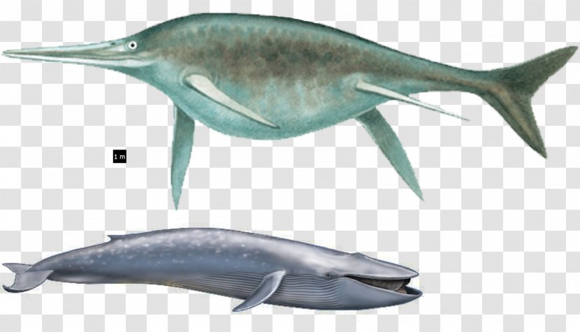 Tucuxi Short-beaked Common Dolphin Bottlenose Ichthyosaur Rough-toothed - Sperm Whale - Megalodon Vs Mosasaurus Transparent PNG