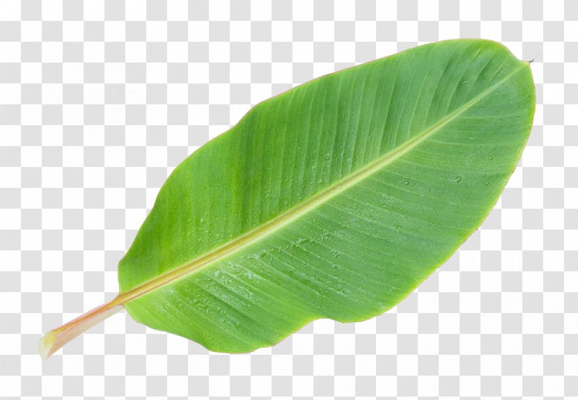 Musa Basjoo Banana Leaf - Plant - Picture Transparent PNG